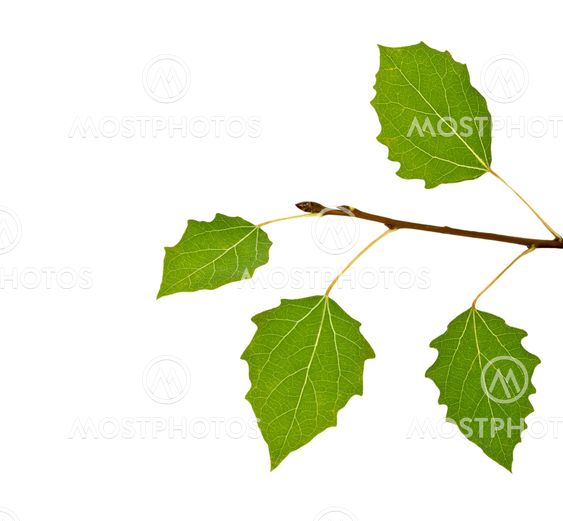 Green Leaves