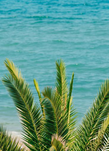 Palm tree leaves at seaside in summer