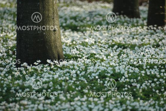 Anemone nemorosa