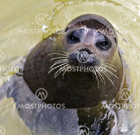 Seal