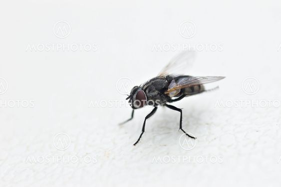 fly on white