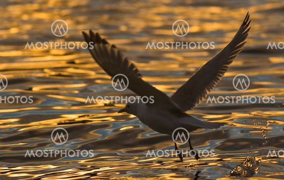Black-legged kittiwake lifting from the water
