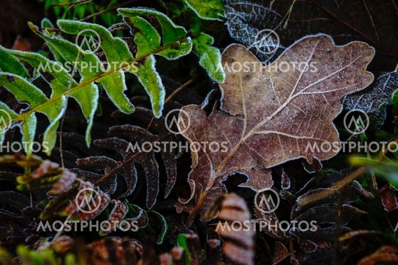 Dead leaves