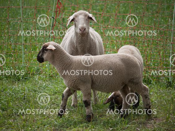 Domestic sheep