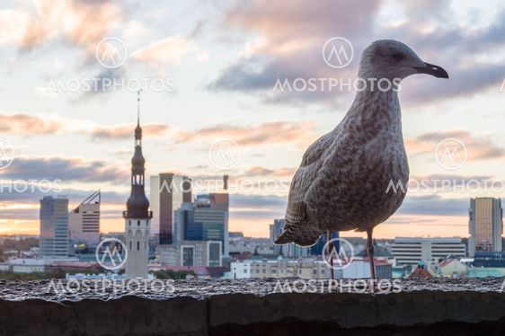 Seagull in front of Tallinn city, Estonia