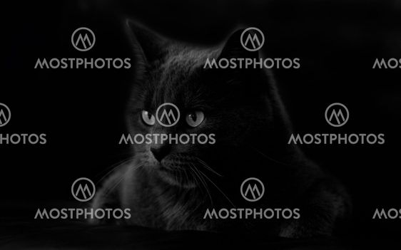 Russianblue