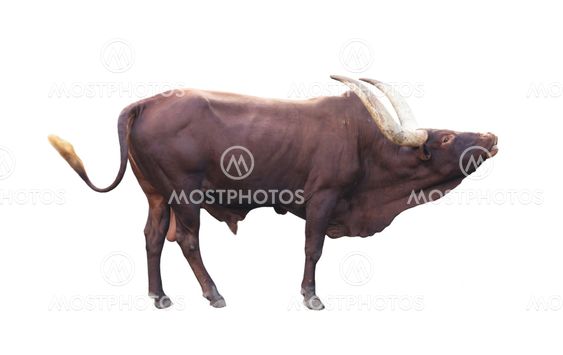 ankole watusi isolated on white background