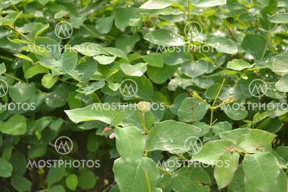 thickets of a young bush