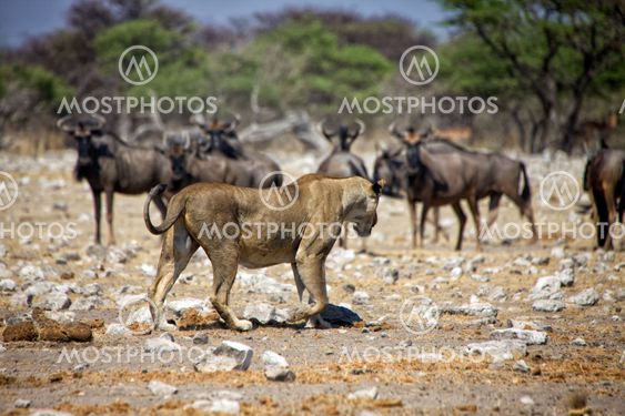 a lioness in front of wildebeest at etosha national park namibia africa