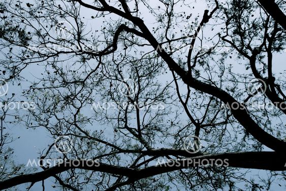Tree in the sky