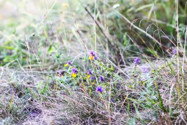 Tranquil autumn nature background in a sunset light.