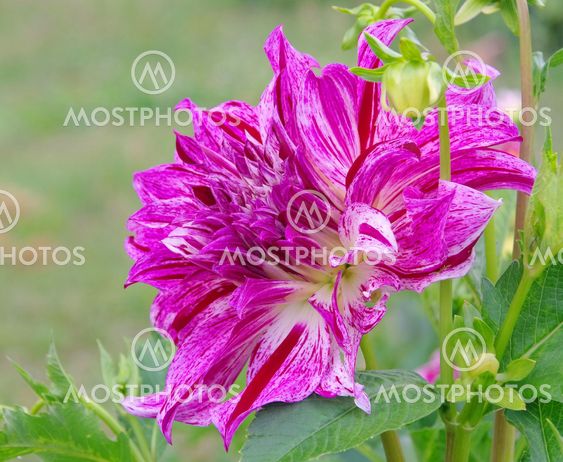 Dahlie - Dahlia 153