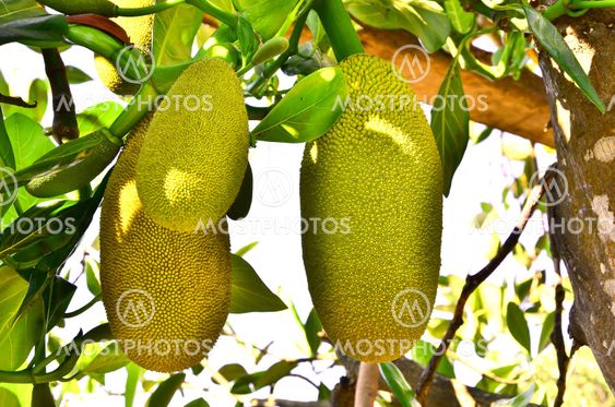 Jackfruit
