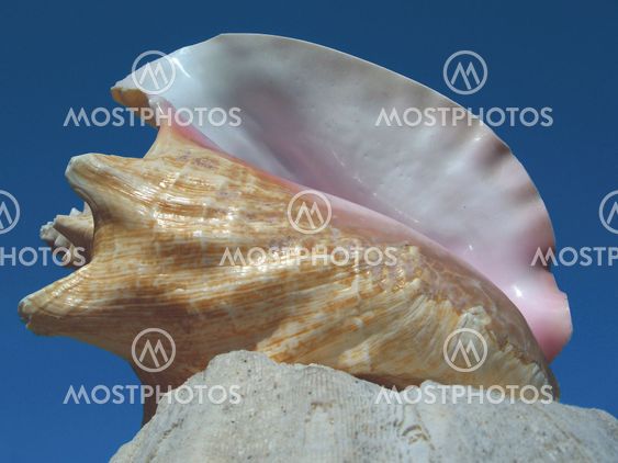 Queen Conch