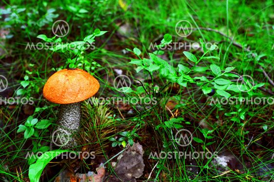 Orange svamp og sort bær