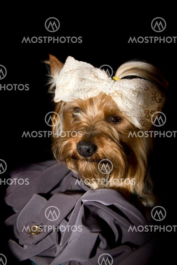 adorable portrait of a toy Yorkshire terrier