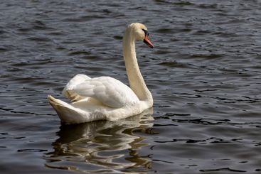 white swans who arrived in eastern Europe in the spring...