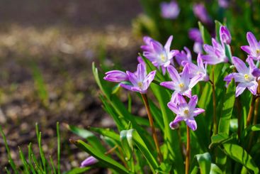 Glory of the snow early spring flowers