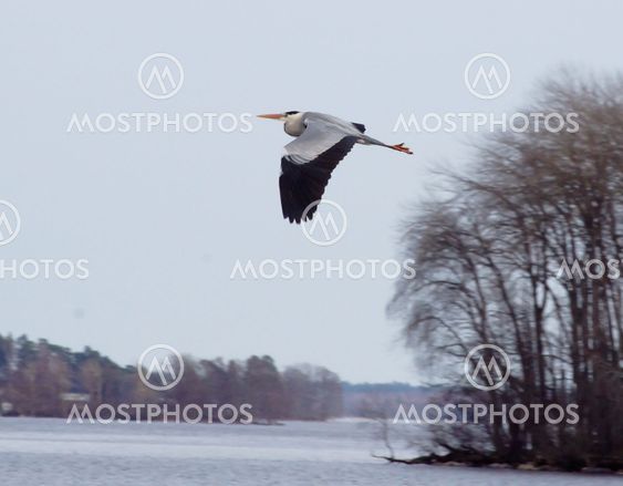 gray heron
