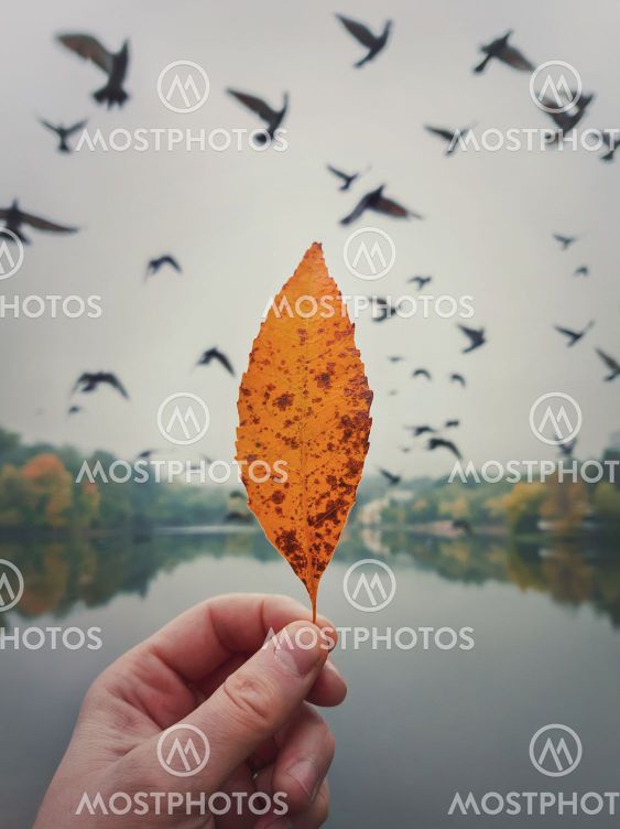 Male hand holding a yellow leaf against the cloudy sky...