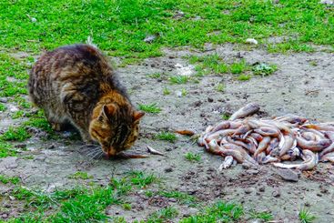 Domestic gray cat eats small fish, gobies