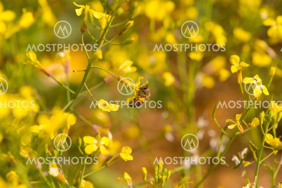 Yellow flower