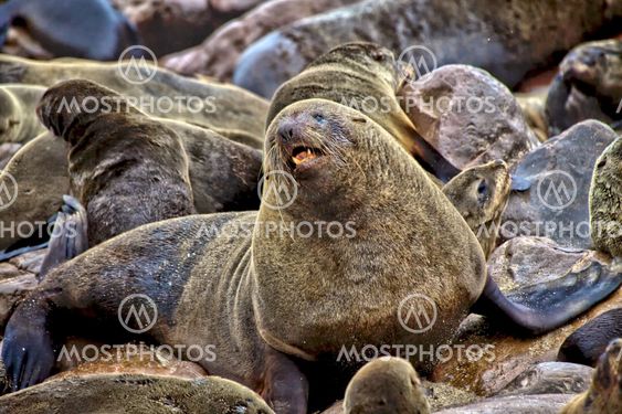 a big seal on the beach at cape cross seal reserve namibia africa
