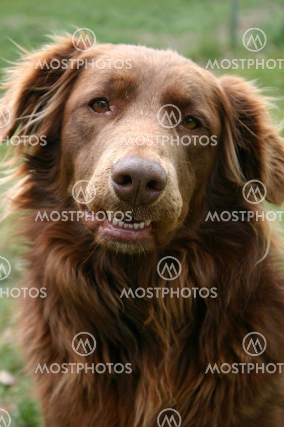 Therapy Dog