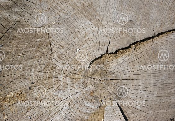 wood grain