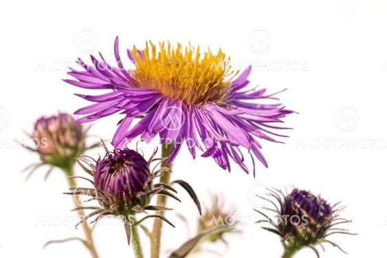 purple aster