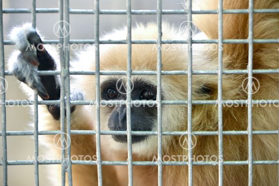 gibbon in cage