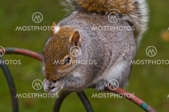 Grauhörnchen (Sciurus carolinensis) - Gray squirrel