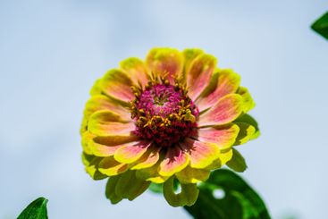 Colourful Zinnia  flower in a garden.