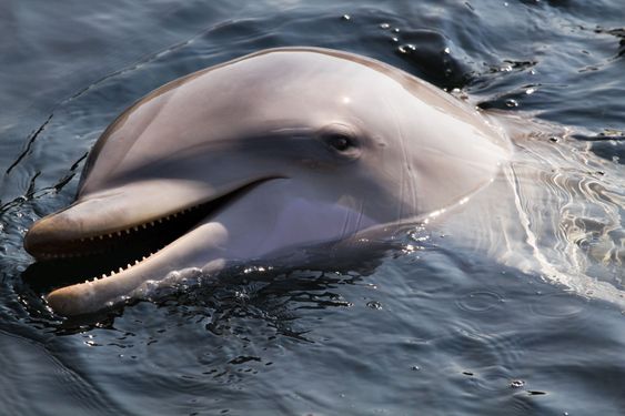 Bottlenose dolphin or Tursiops truncatus