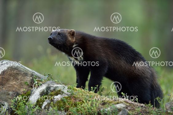 wolverine (Gulo gulo) on stone in forest