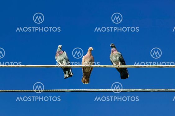 Three Pigeons