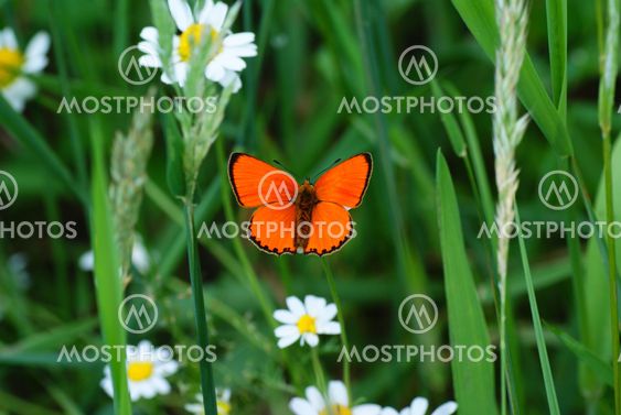 butterfly