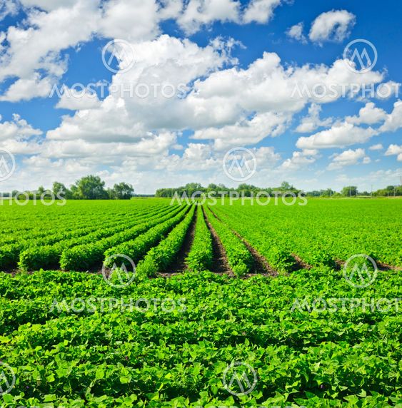 Rows of soy plants in a field