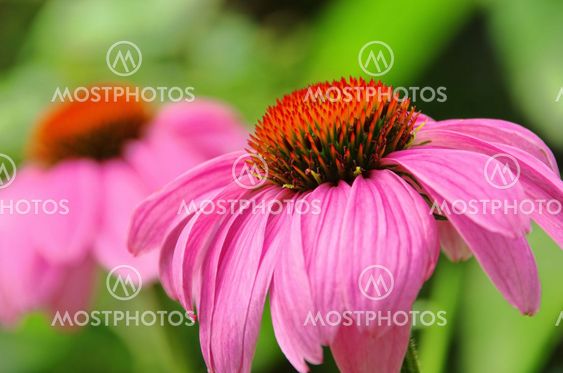 Sonnenhut Purpur - Purple Coneflower 49