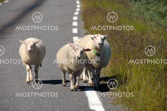Sheep