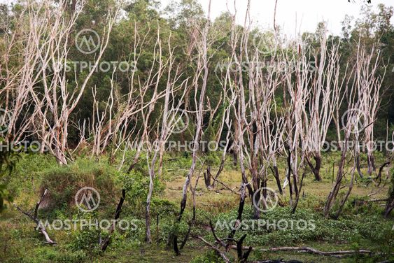 Dead trees in forest