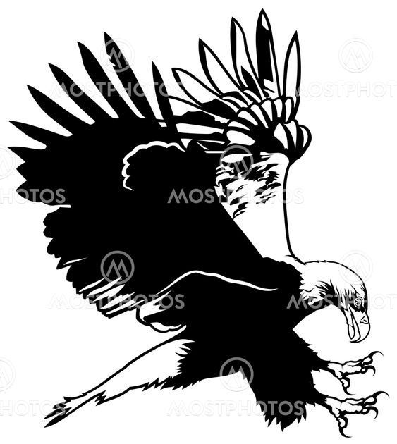 Flying Bald Eagle