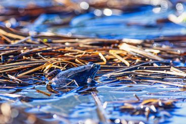 Moor frog in a swamp at breeding season in the spring