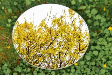 forsythia bush reflection in round mirror