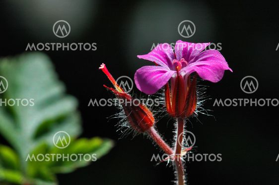 Geranium robertianum