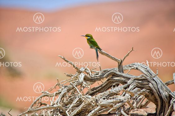 a bee eater on a dead tree in namib naukluft national park namibia africa