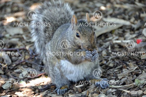 Cute Squirrel Eating