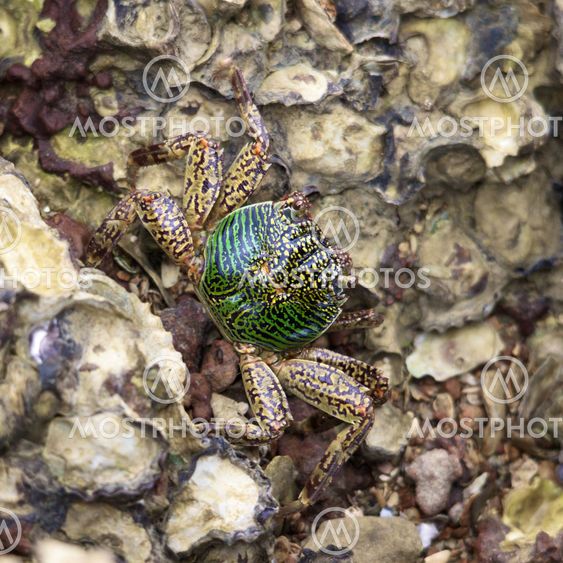 Green Crab