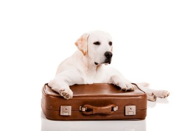 Dog with a suitcase