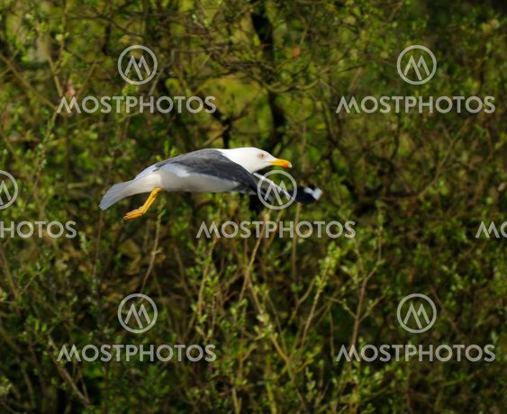 Lesser Black-backed gull